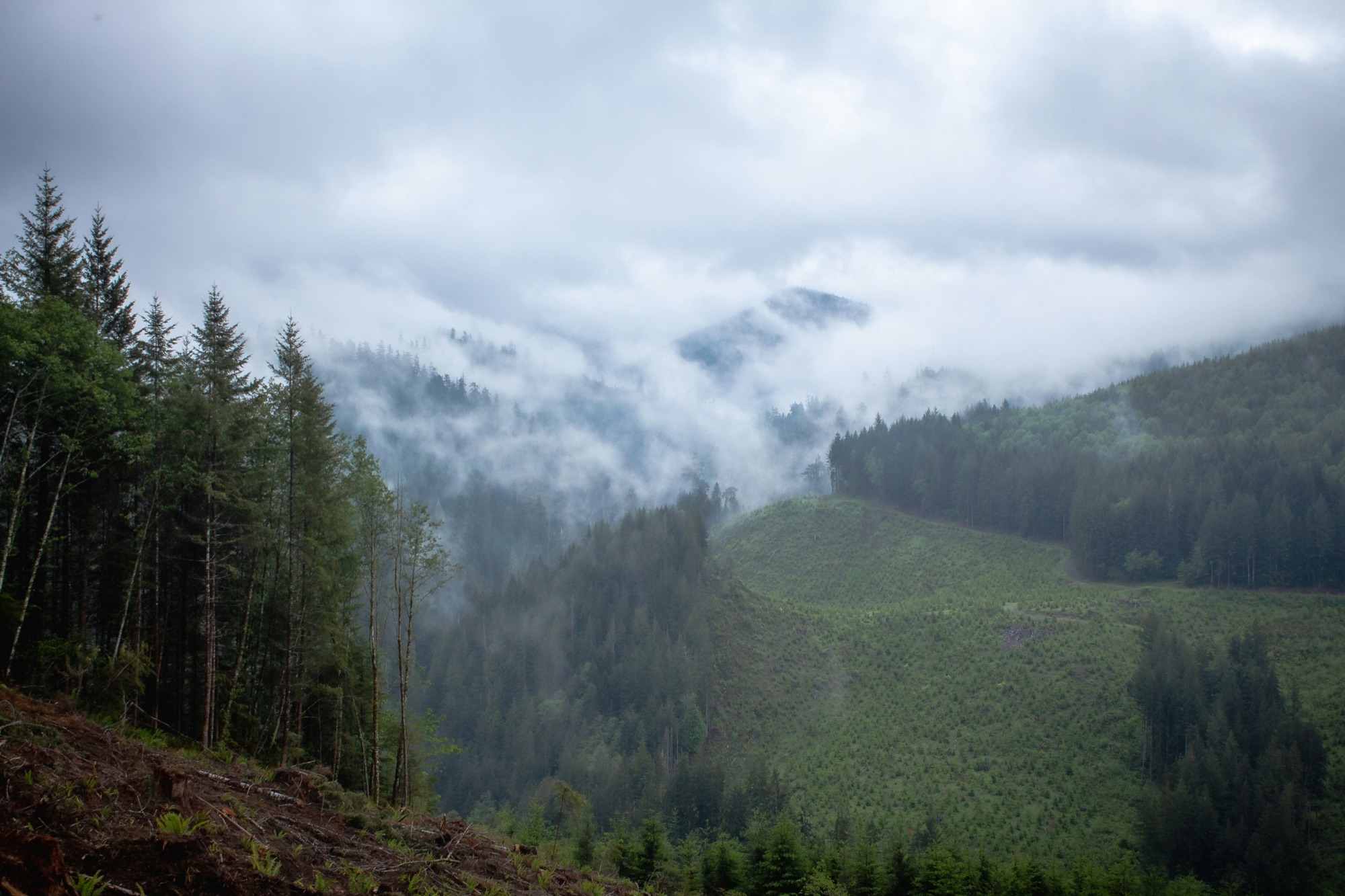 Bare, clear-cut hillside