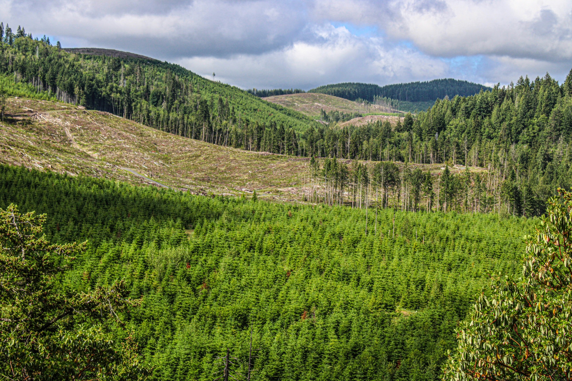 Forested hills near La Grande, Washington