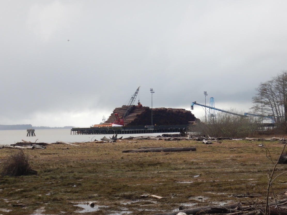Barge piled high with whole logs at a waterfront chip mill in Hoquiam